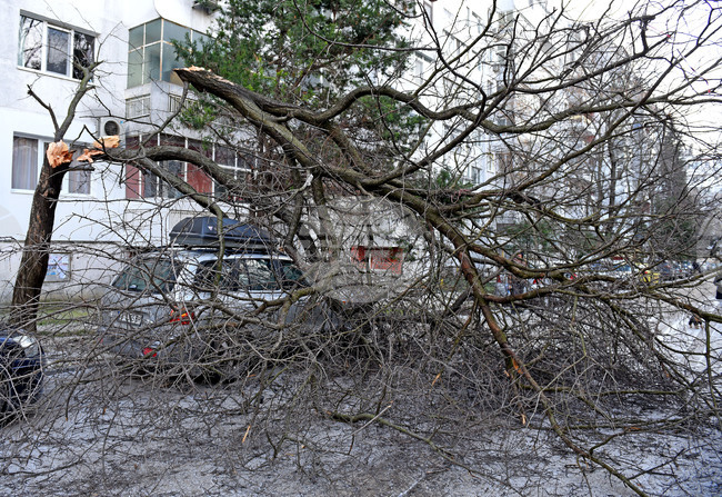 От началото на ноември огнеборците в Разградско са реагирали на 30 сигнала за премахване на паднали дървета от пътни платна