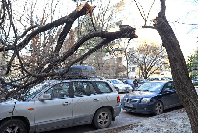 Варна - силен вятър - паднало дърво