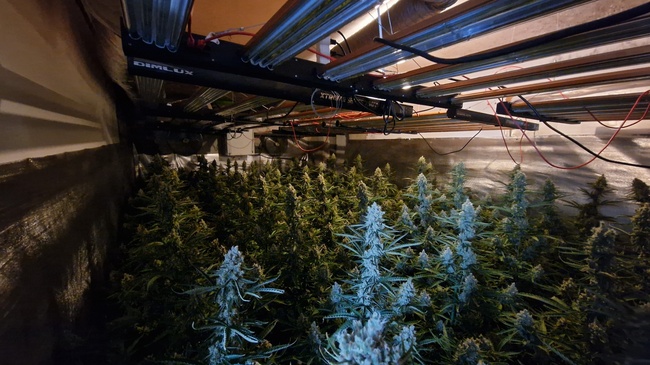 Полицията разкри високотехнологична наркооранжерия край Варна