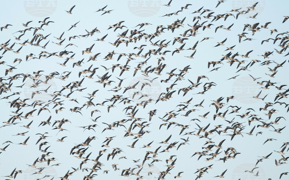 Fewer Waterbirds in Bulgaria in 2025 Compared to 2024, 49th Midwinter Census Shows