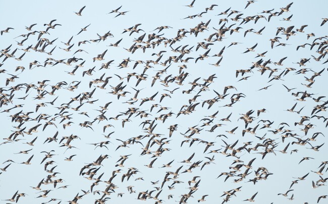 Fewer Waterbirds in Bulgaria in 2025 Compared to 2024, 49th Midwinter Census Shows
