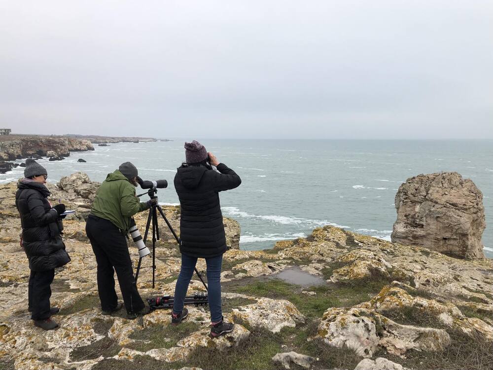 Предстои преброяване на зимуващите в страната ни водолюбиви птици