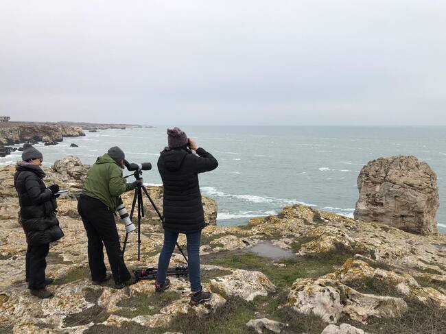 Предстои преброяване на зимуващите в страната ни водолюбиви птици