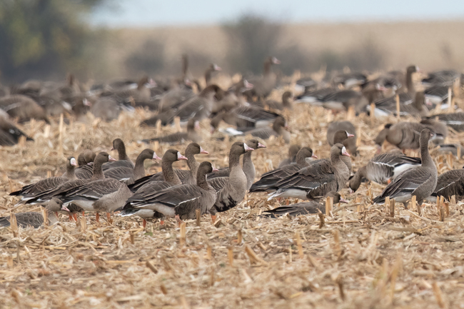 Високи нива на микропластмаса в бели дробове на птици показват широкоразпространено замърсяване на въздуха