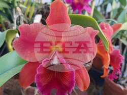 Снимка: Ботаническа градина на БАН