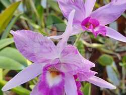 Снимка: Ботаническа градина на БАН