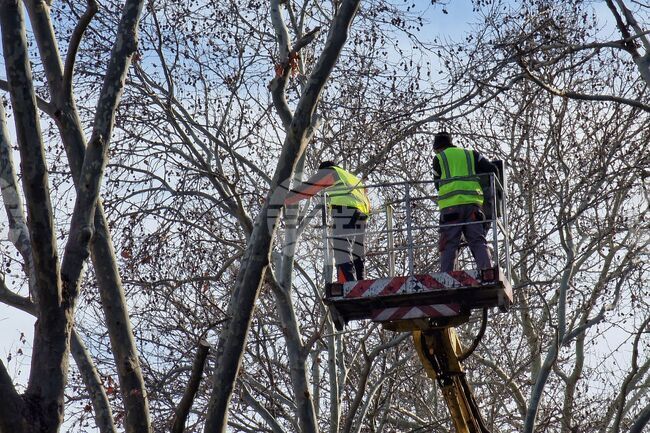  Бургас - дървета - резитба