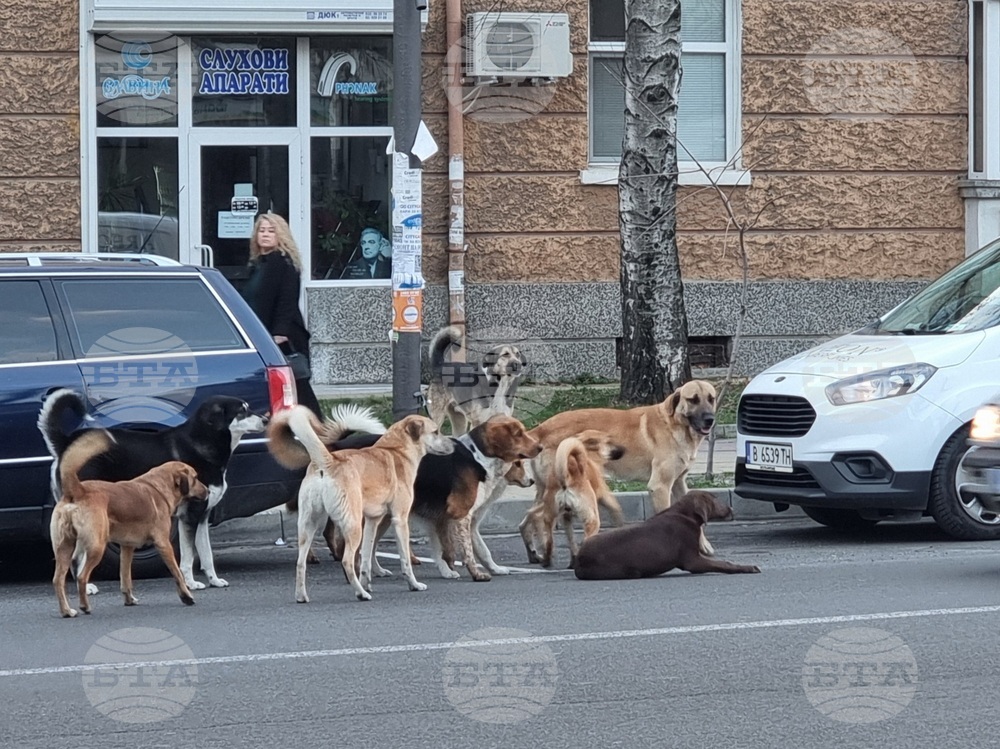 Близо 300 нови бездомни кучета преминават годишно през временния приют в Кърджали
