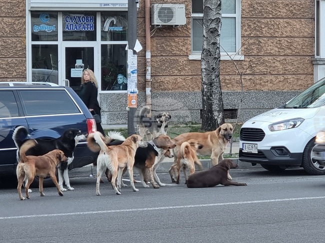 Близо 300 нови бездомни кучета преминават годишно през временния приют в Кърджали