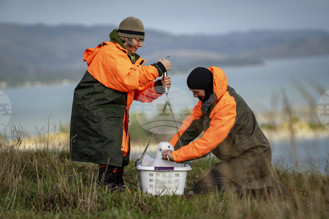 Рядка птица е открита в континенталната част на Нова Зеландия за първи път от 50 години