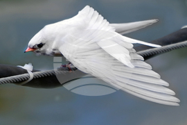 Силистра - бяла лястовица