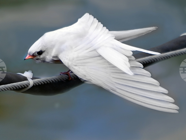 Силистра - бяла лястовица