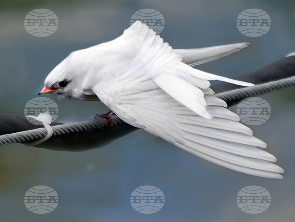 Силистра - бяла лястовица