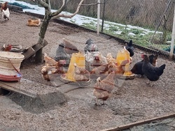 Село Зелениград - Екатерина Николова - зеленчукова ферма