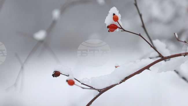 Астрономическата зима започва днес у нас в 17:03 часа