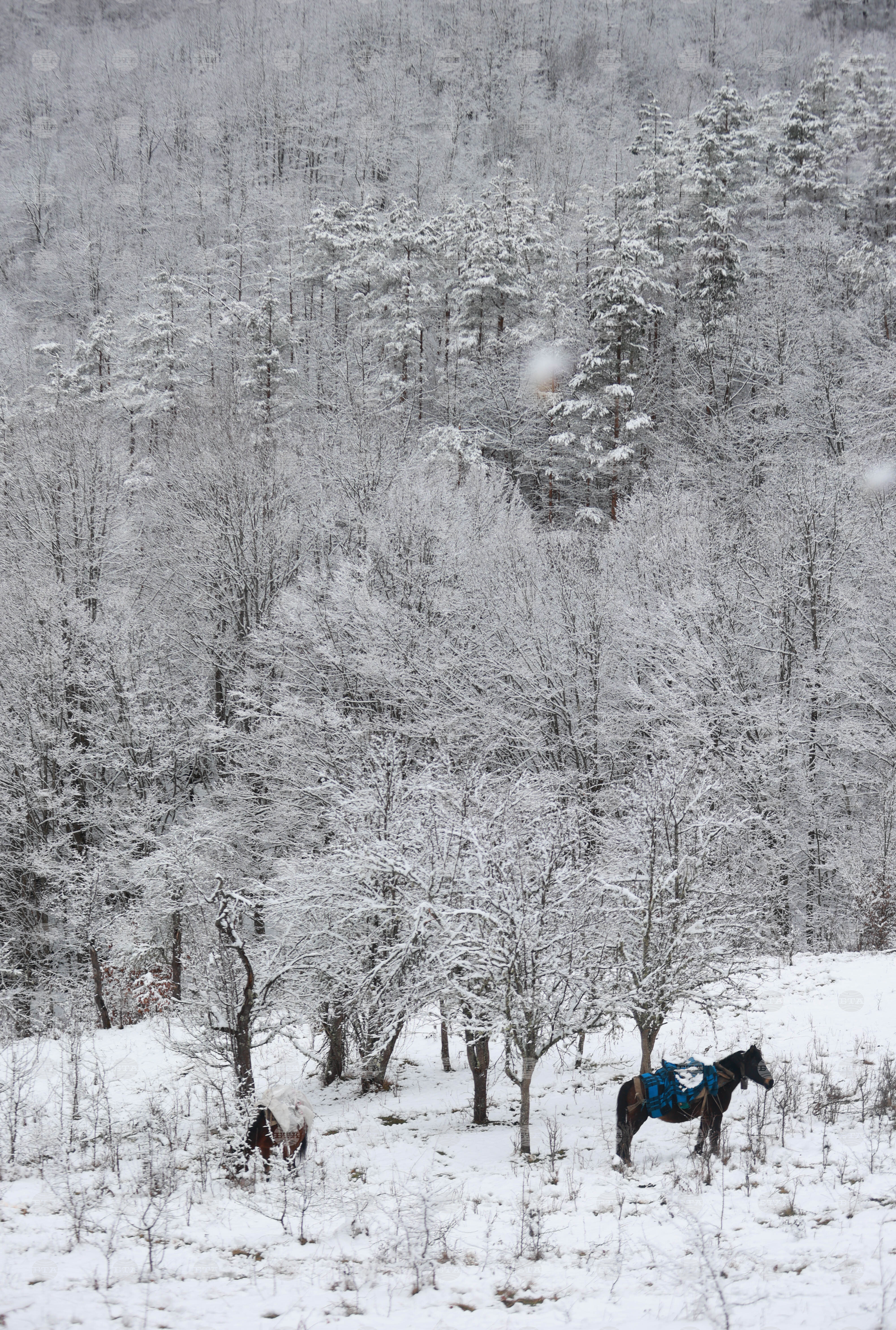 Рибарица - зима