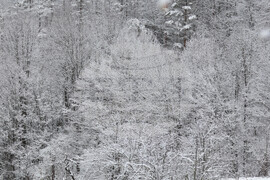 Рибарица - зима