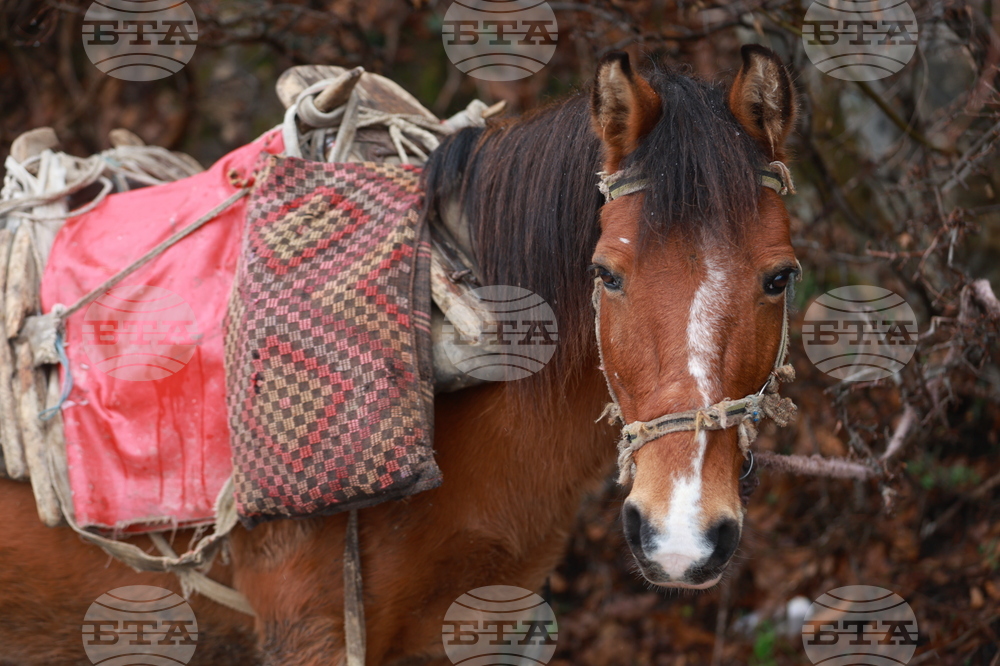 Рибарица - зима
