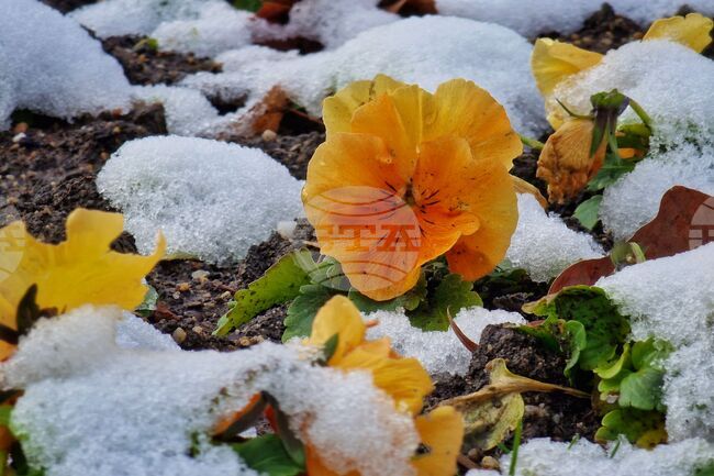 Прогноза за времето