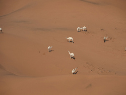 Saudi Arabia Dakar Rally