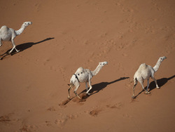Saudi Arabia Dakar Rally