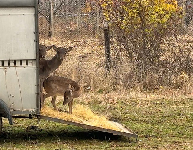 Ten Fallow Deer from Varna Zoo Now Living Free in Eastern Rhodope Mountains