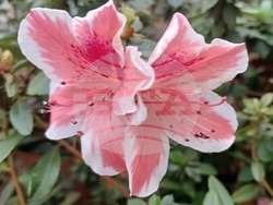 Заради цъфтежа на азалиите от 16 до 26 януари посетителите ще могат да разгледат тропическата оранжерия в Ботаническата градина на БАН. Снимка: Ботаническа градина