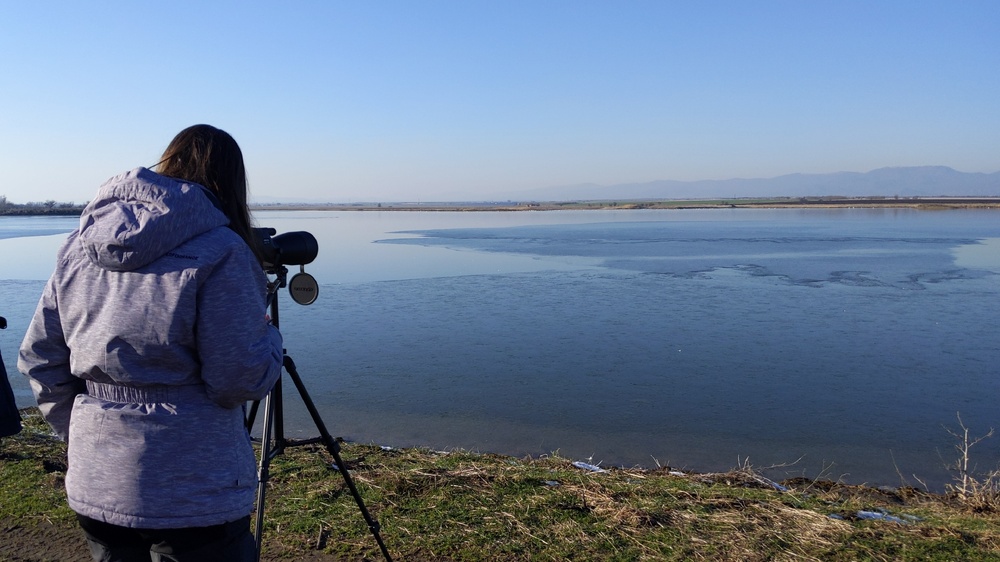 2026 Marks Bulgarian Midwinter Waterbird Census' 50th Anniversary
