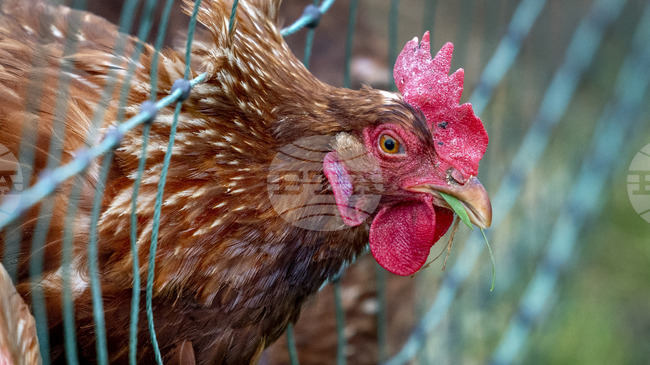 Хиляди пилета се разбягаха на магистрала в Северна Германия
