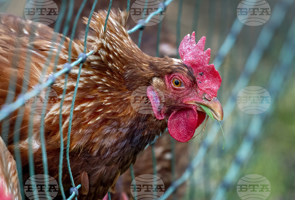Хиляди пилета се разбягаха на магистрала в Северна Германия