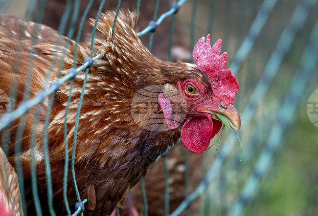 Хиляди пилета се разбягаха на магистрала в Северна Германия