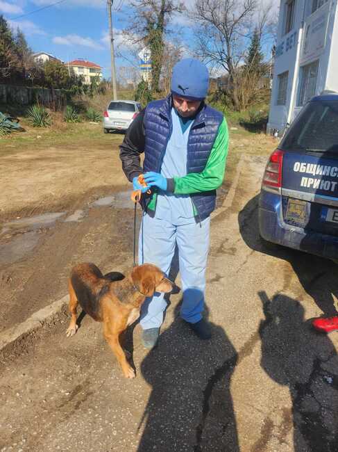 Община Благоевград: В дух на добросъседство Благоевград върна на Симитли едното куче „турист“, второто предстои да бъде осиновено