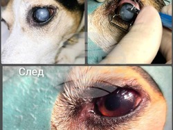 Български ветеринарни лекари от Националната ветеринарна клиника успешно лекуват генетична катаракта при кучета. Снимка: Български ветеринарен съюз