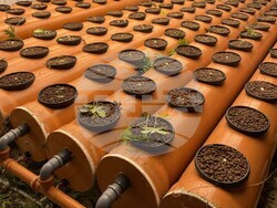 Шумен - полиция – разкрити оранжерии за канабис