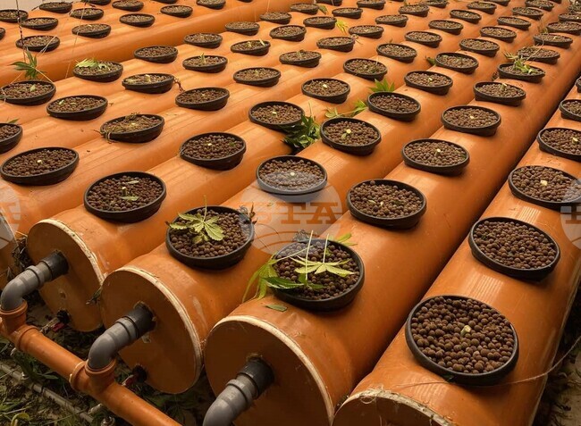 Криминалисти са разкрили оранжерии за отглеждане на канабис, съобщиха от полицията в Шумен