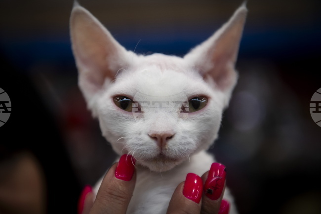 Китайско летище отвори салон за чакащи домашни любимци