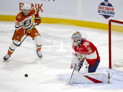 Ducks Panthers Hockey