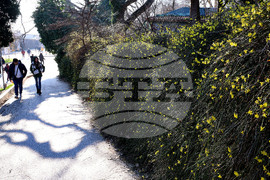 Варна - цъфнали храсти - жасмин