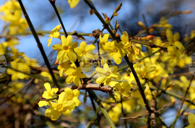 Варна - цъфнали храсти - жасмин
