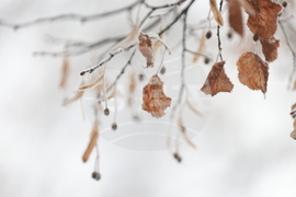 Ежедневие - студено време