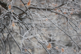 Ежедневие - студено време