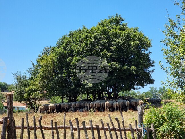 Първично огнище на шарка по дребните преживни животни е установено в стопанство в крумовградско село