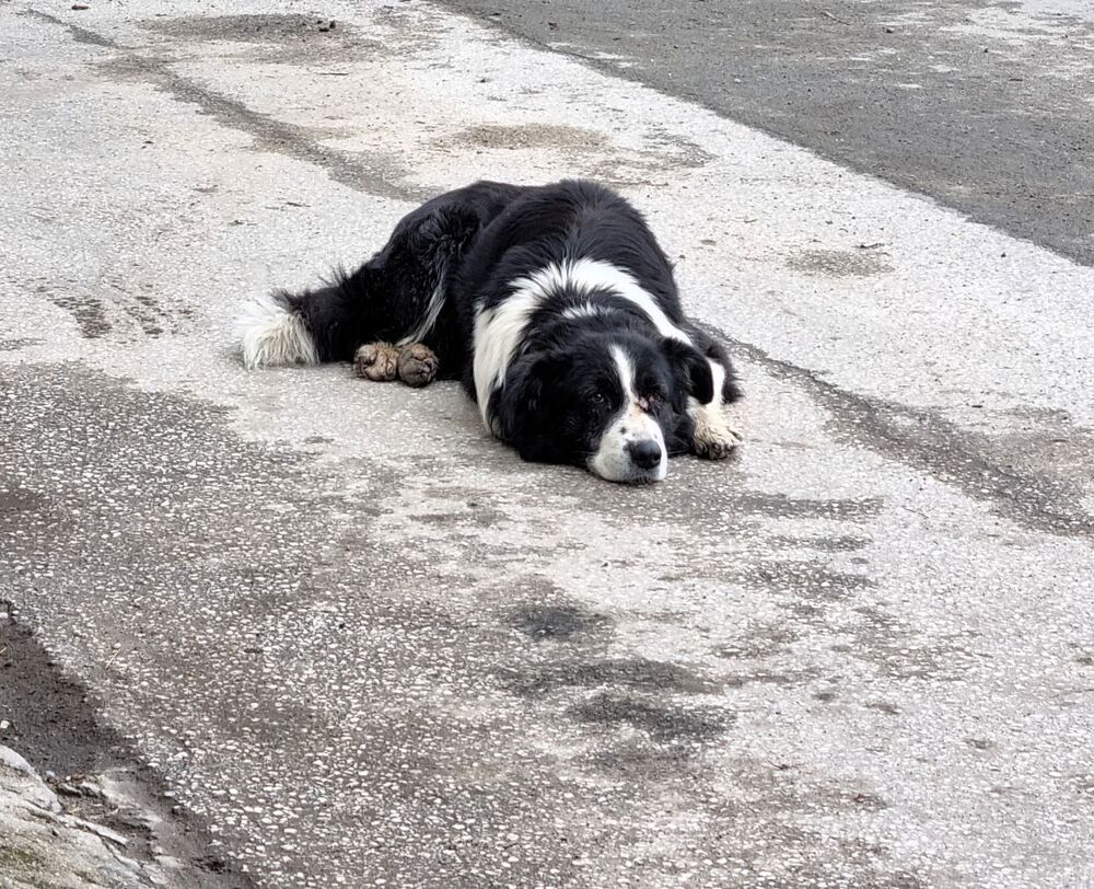Стартира кампанията за пререгистрация на кучета в Асеновград
