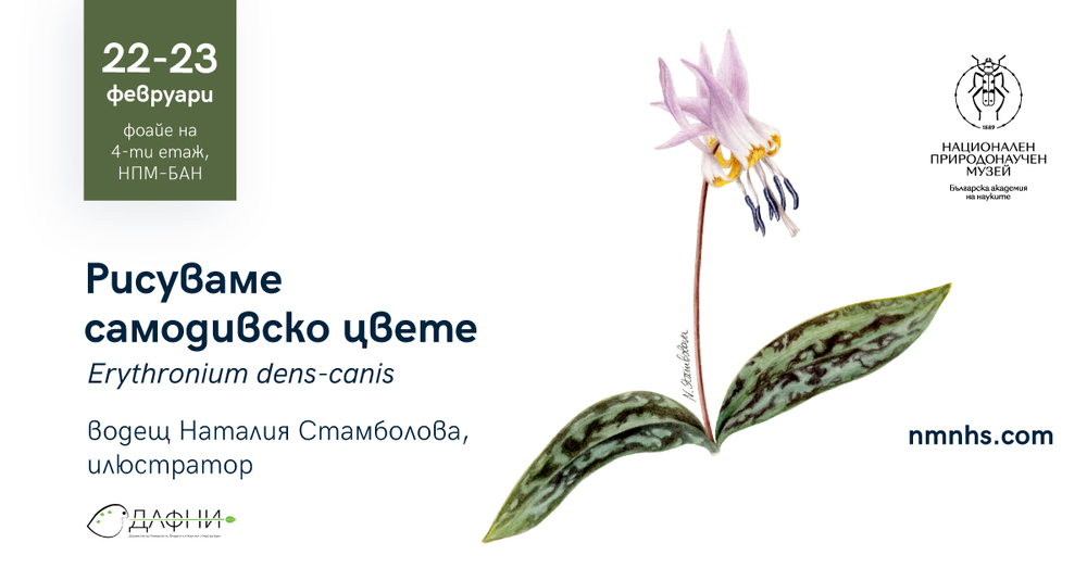 Любители ще рисуват днес самодивско цвете в ботанически стил в Националния природонаучен музей при БАН