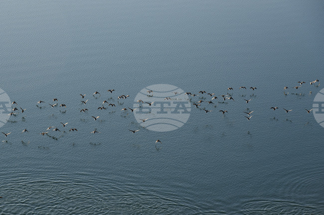 Във водоемите в Монтанско и Видинско зимуват повече водолюбиви птици в сравнение с миналата година, съобщиха от РИОСВ 