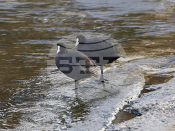 Снимка: Българско дружество за защита на птиците 