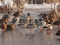 Снимка: Българско дружество за защита на птиците 