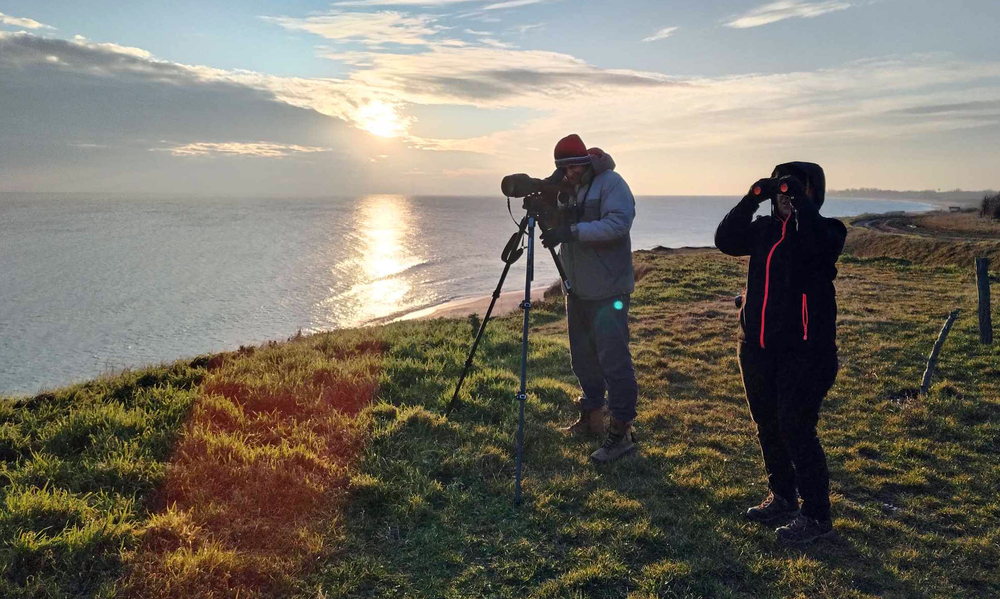 БДЗП: Готови са резултатите от 49-тото Среднозимно преброяване на водолюбивите птици у нас