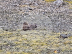 Antarctica - Livingston Island - Sally Rocks Cove