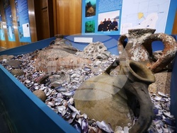 НИМ - „Древни находки. Нови открития. Археологически сезон 2024” - изложба